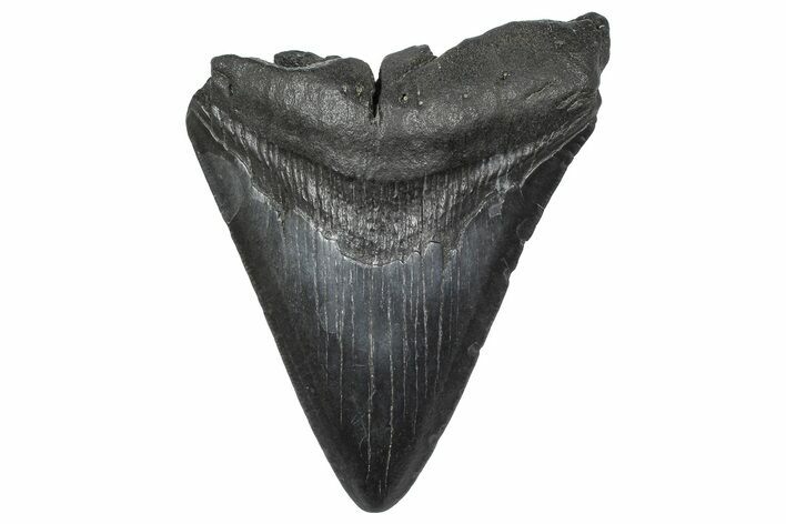 Bargain, Fossil Megalodon Tooth - South Carolina #346194